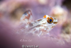 Killer Algae

Deceivingly beautiful, this blanket of pu... by Jason Lai 
